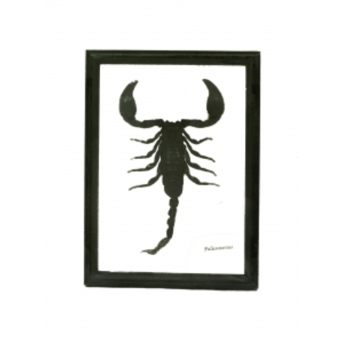 Скорпион в черной рамке (с-173)